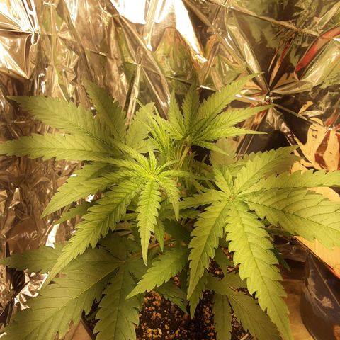 Gelato growlog timeline photo