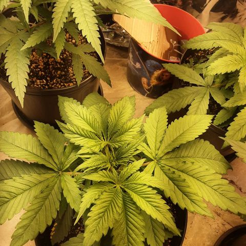 OG Kush growlog timeline photo