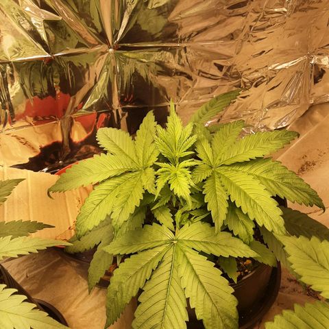 OG Kush growlog timeline photo