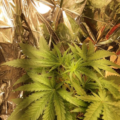 Gelato growlog timeline photo