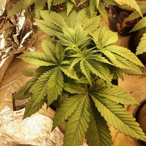 OG Kush growlog timeline photo