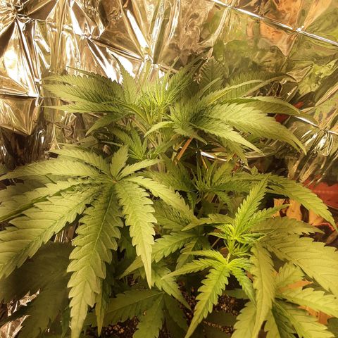 Gelato growlog timeline photo