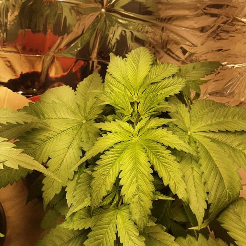 OG Kush growlog timeline photo