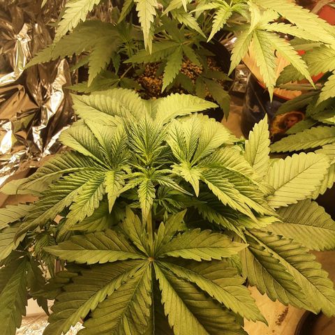 OG Kush growlog timeline photo
