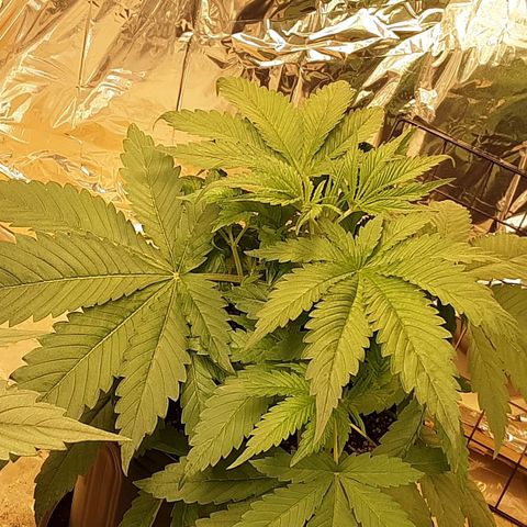 OG Kush growlog timeline photo