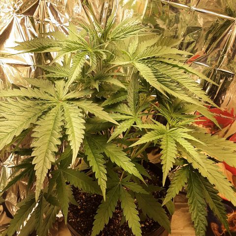 Gelato growlog timeline photo