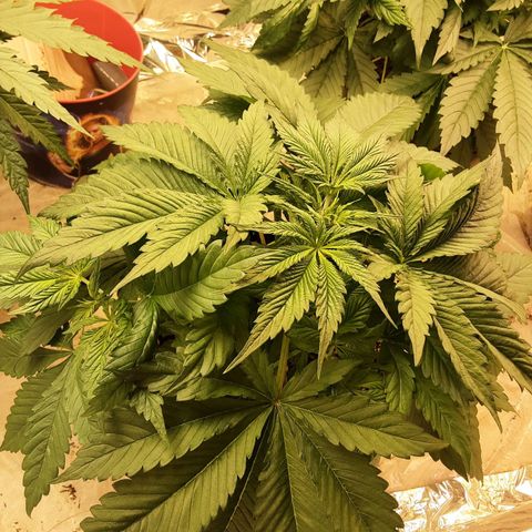 OG Kush growlog timeline photo