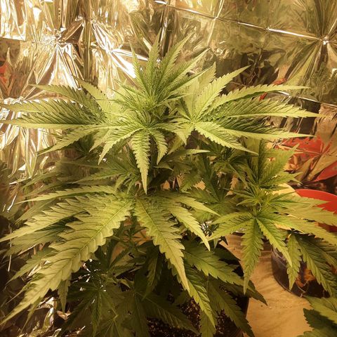 Gelato growlog timeline photo