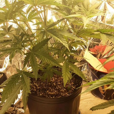 Gelato growlog timeline photo