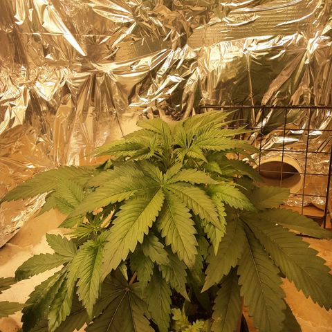 OG Kush growlog timeline photo