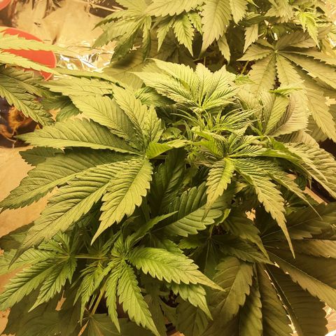 OG Kush growlog timeline photo