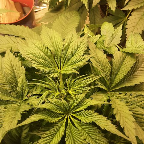 OG Kush growlog timeline photo
