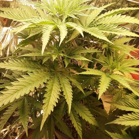 Gelato growlog timeline photo