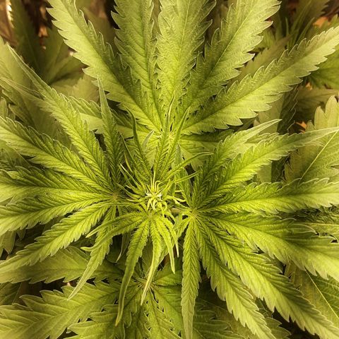 Gelato growlog timeline photo