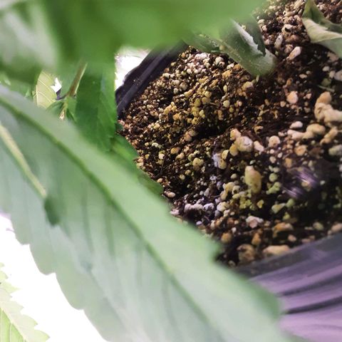 OG Kush growlog timeline photo