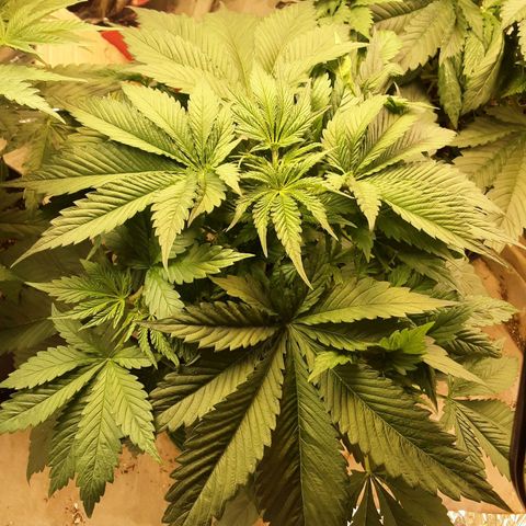 OG Kush growlog timeline photo