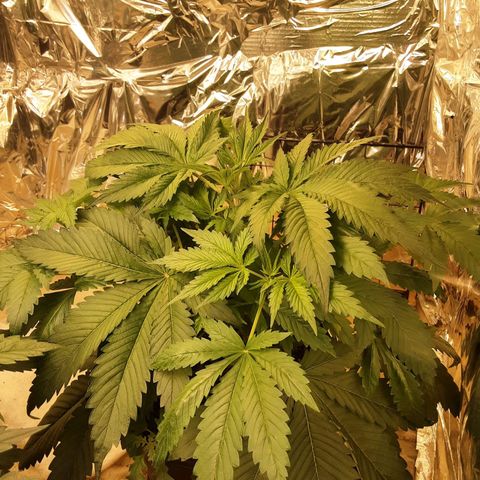 OG Kush growlog timeline photo