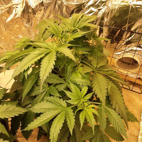 OG Kush growlog timeline photo