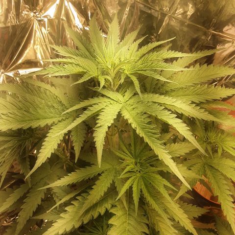 Gelato growlog timeline photo
