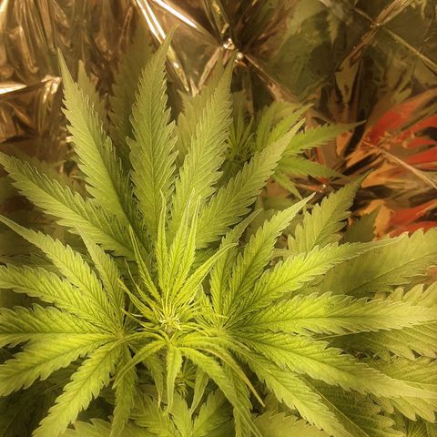 Gelato growlog timeline photo