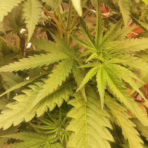 Gelato growlog timeline photo