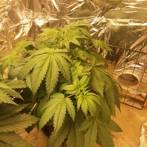 OG Kush growlog timeline photo