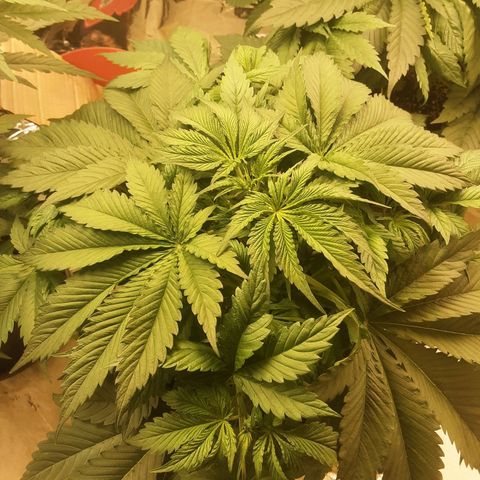 OG Kush growlog timeline photo