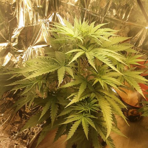 Gelato growlog timeline photo