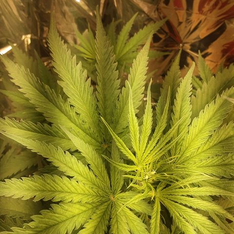 Gelato growlog timeline photo