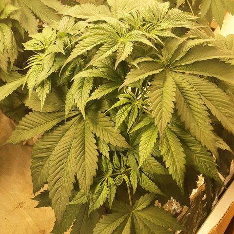 OG Kush growlog timeline photo