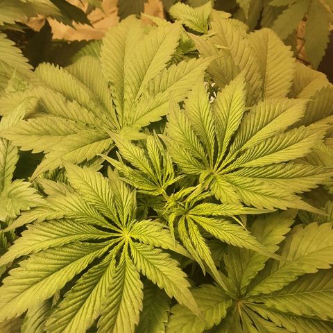 OG Kush growlog timeline photo