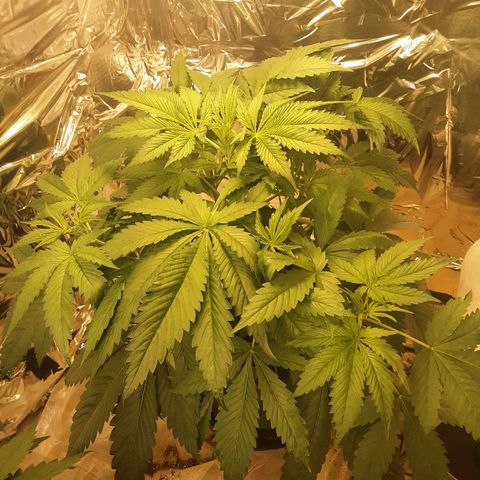 OG Kush growlog timeline photo