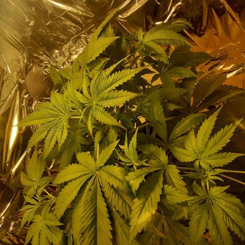 OG Kush growlog timeline photo