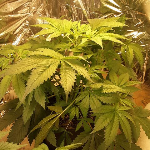 OG Kush growlog timeline photo