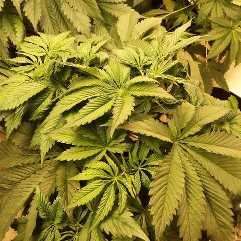 OG Kush growlog timeline photo