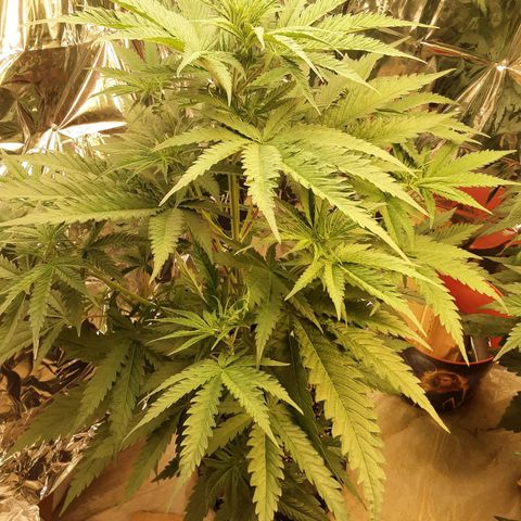 Gelato growlog timeline photo