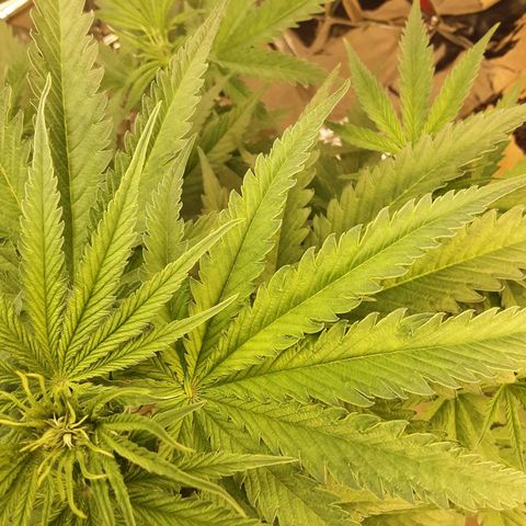 Gelato growlog timeline photo
