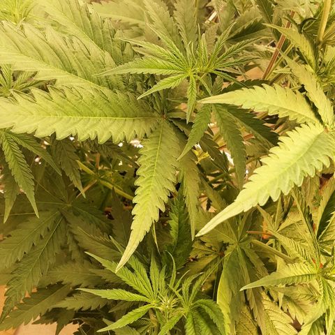 Gelato growlog timeline photo