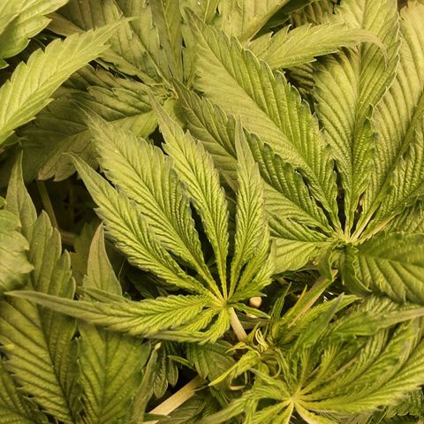 OG Kush growlog timeline photo