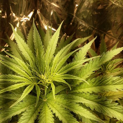 Gelato growlog timeline photo