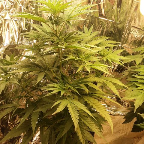 Gelato growlog timeline photo