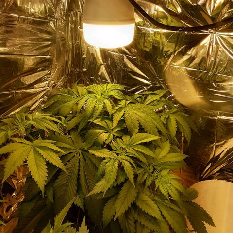 OG Kush growlog timeline photo