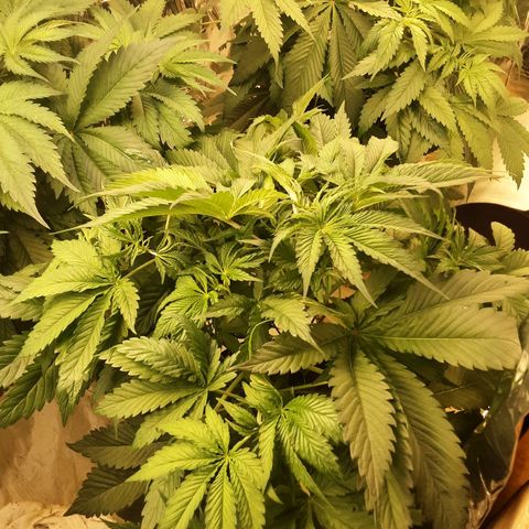 OG Kush growlog timeline photo