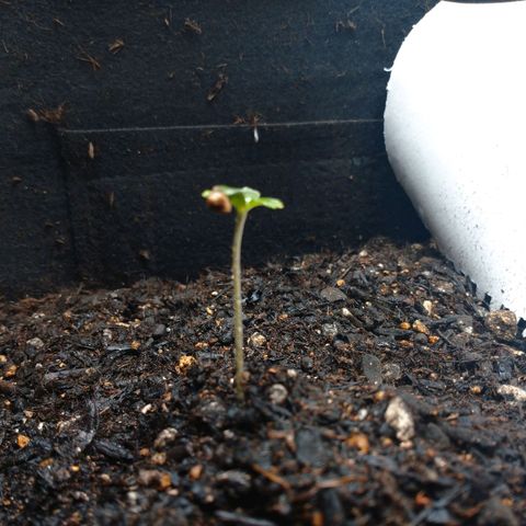 1号 growlog timeline photo