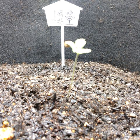 1号 growlog timeline photo