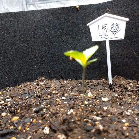 1号 growlog photo: 土が湿ってたので水やりはなし