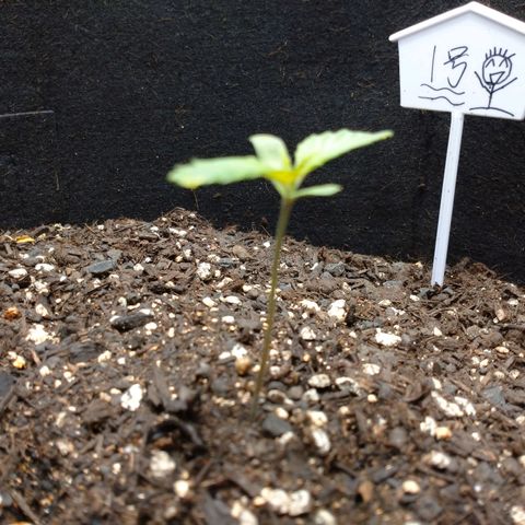 1号 growlog timeline photo