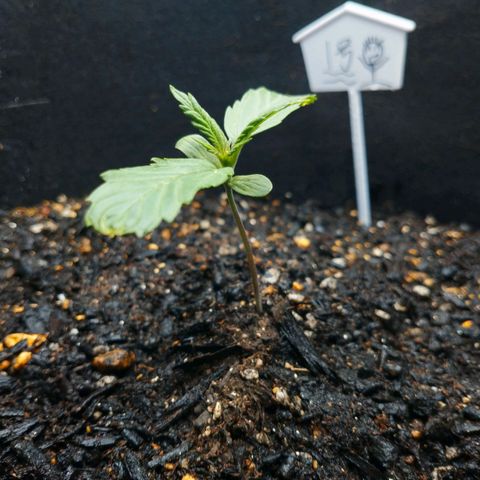1号 growlog timeline photo