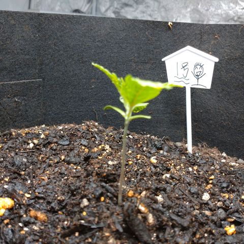 1号 growlog timeline photo