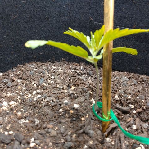 1号 growlog photo: 水やりは土が湿ってたのでなし